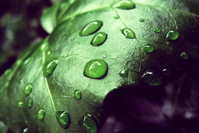 Dew On A Summer Morning Plants HD Photography Wallpapers 3 － Plant ...