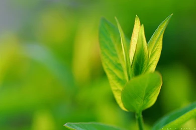 Green Plant Free Download Image