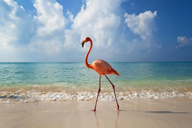 Flamingos Birds Wallpapers