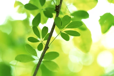 Free Download HQ Plants Wallpapers Num. 70 : 1600 X 1200 547.7 Kb