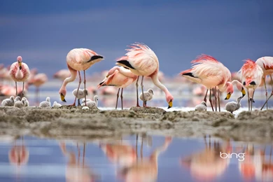 139 Flamingo HD Wallpapers