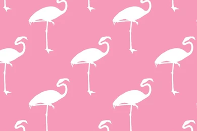 Flamingo Wallpapers   Animal Wallpapers