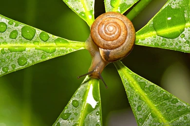 Snail And Plant － Animal Wallpapers   Free Download Wallpapers ...