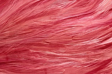 Feathers Flamingos Wallpapers