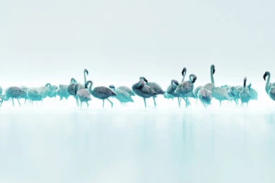Blue Flamingos Birds Fantasy Wallpapers