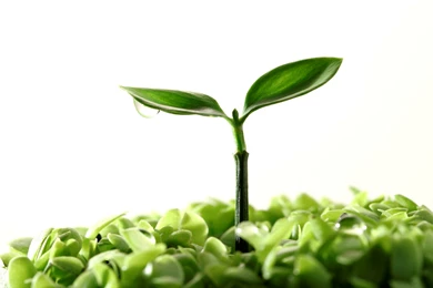 Newborn Plant Free Desktop Hd Wallpapers