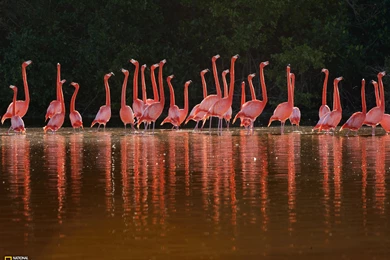 Flamingos   Photo Gallery   Pictures, More From National ...
