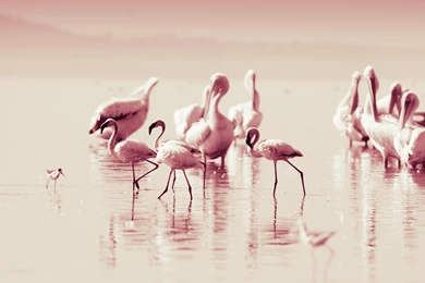 10 Beautiful Flamingos HD Wallpapers :: Flamingos Birds Wallpapers