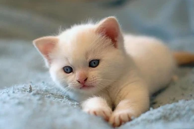 Cute Cats Pics
