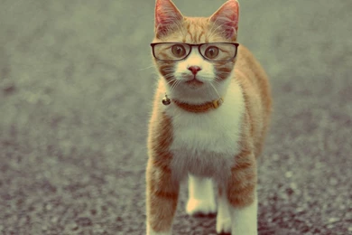 Funny Cat Screensavers