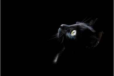 Black Cat Screensavers   HD Wallpapers Galeries