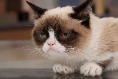 5 Magic Grumpy Cat Screensavers HD Wallpapers   HD Wallpapers Galeries