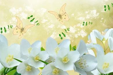 Jasmine – HD Wallpaper, Wallpapers Pics   The Best Wallpapers