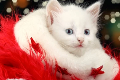 Merry Christmas Wallpapers (⊙.⊙(◉̃_᷅◉)⊙.⊙) For Whatsapp ...