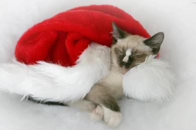 Cute christmas cat wallpapers.jpg