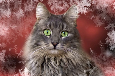 Cats: Cat Frosted Window Christmas Merry Best Holidays Happy Hope ...