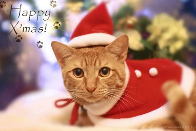 Christmas Cute Cat HD Wallpapers 5   Holiday Wallpapers   Free ...