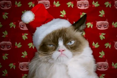 Grumpy Cat Christmas Hat   Wallpaper.