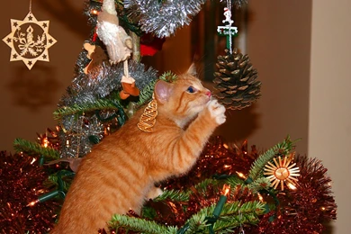 Cats Christmas Cat Tree Pinecones Paws Cute Sparky High Quality ...