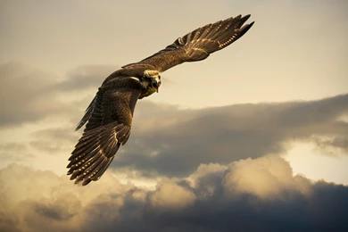 An Angry Bird (no, Not Angry Birds) [Wallpaper]