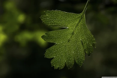 Hawthorns_leaf wallpaper 2560×1600   WideWallpaper.info