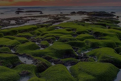 La Jolla Green Shore Wallpapers Sea   iPhone 6 Wallpapers