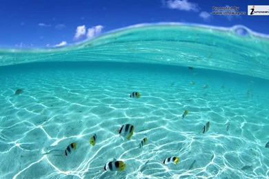 Ocean HD Fish   Photo 136 Of 272