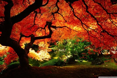 Beautiful Autumn HD Desktop Wallpapers : Mobile : Dual Monitor