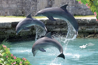 Wallpapers Dolphins Top Hd Dolphin New Animals 1280x800