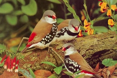 Animals Wallpapers Free Download   All Wallpapers New