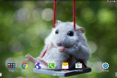 Sweet Animals Wallpapers 4k   Android Apps On Google Play