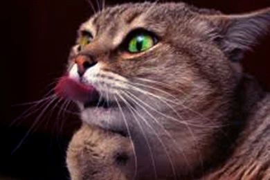 New Animals Funny Wallpapers Collection