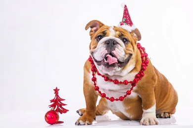 Dogs: Happy New Year Dogs Animal Animals High Quality Wallpapers ...