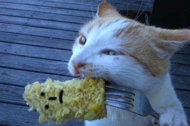 New Animals Funny Wallpapers Collection