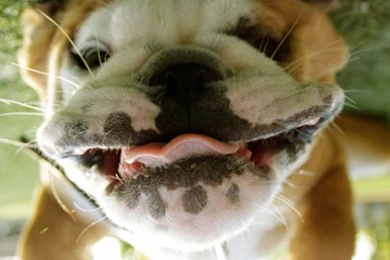 New Animals Funny Wallpapers Collection