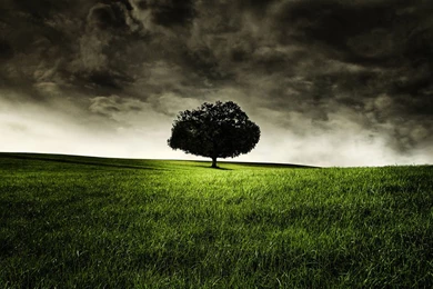 Round Lonely Tree Wallpapers