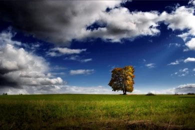 Round Lonely Tree Wallpapers