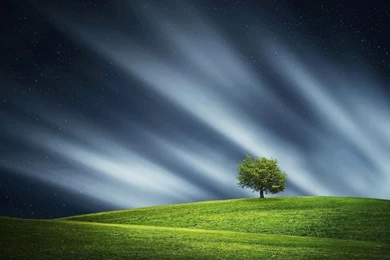 Lone Tree HD Desktop Wallpapers : Widescreen : High Definition ...