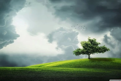 Lone Tree On A Hill HD Desktop Wallpapers : Widescreen : High ...
