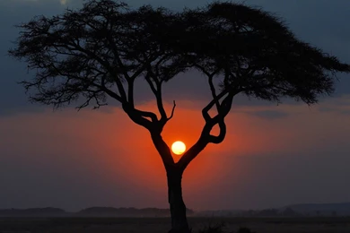 Sunset Behind A Lone Tree HD Mind blowing Wallpapers Free HD ...