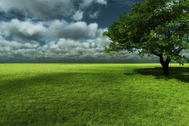 Tree Green Fields Wallpapers