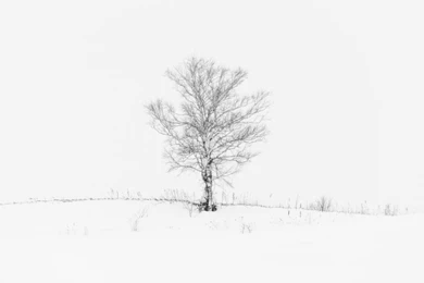 Lone Tree HD Desktop Wallpapers : Widescreen : High Definition ...