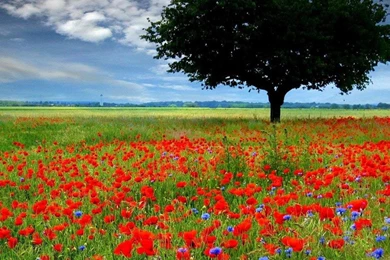 LONE TREE WALLPAPER   (