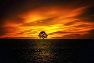 Sunset On Lone Tree   (