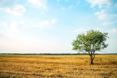 Lone Tree & Golden Field Wallpapers