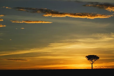 Download Acacia Tree Wallpapers Kenya World Wallpapers 1920x1200 ...