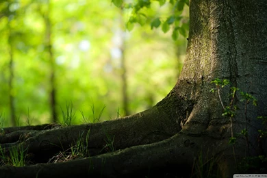 Download Tree Trunk And Roots Wallpapers 1920x1080