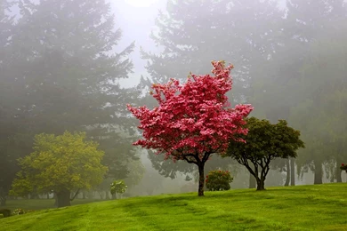 The Lone Red Tree Wallpaper Backgrounds