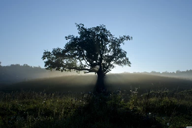 Lone Tree HD Desktop Wallpapers : Widescreen : Fullscreen : Mobile ...