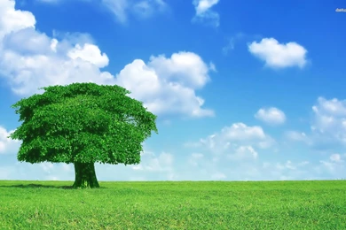 Lone Oak, Tree, Digital art, 1920x1200 HD Wallpapers And FREE Stock ...